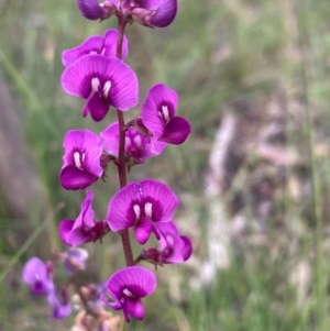 Swainsona recta at Burra, NSW - suppressed