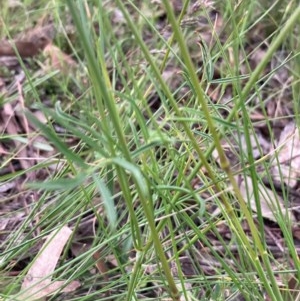 Swainsona recta at Burra, NSW - suppressed