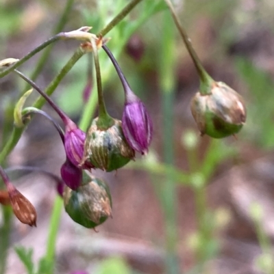 Arthropodium fimbriatum (Nodding Chocolate Lily) at Burra, NSW - 3 Nov 2020 by Safarigirl