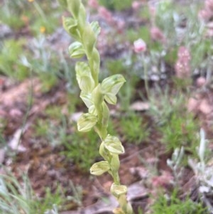 Hymenochilus sp. at Burra, NSW - suppressed