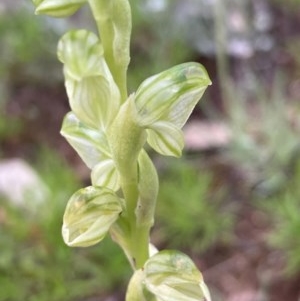 Hymenochilus sp. at Burra, NSW - suppressed