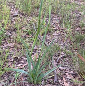 Dianella sp. aff. longifolia (Benambra) at Burra, NSW - 3 Nov 2020 08:28 PM