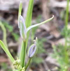 Dianella sp. aff. longifolia (Benambra) at Burra, NSW - 3 Nov 2020