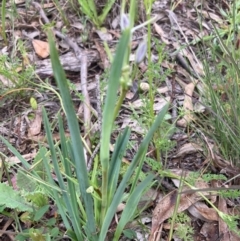 Dianella sp. aff. longifolia (Benambra) at Burra, NSW - 3 Nov 2020 08:28 PM