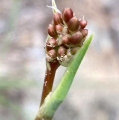 Dianella sp. aff. longifolia (Benambra) (Pale Flax Lily, Blue Flax Lily) at Burra, NSW - 3 Nov 2020 by Safarigirl