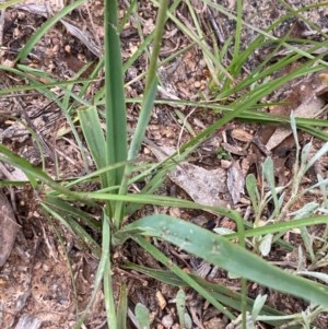 Dianella sp. aff. longifolia (Benambra) at Burra, NSW - 3 Nov 2020