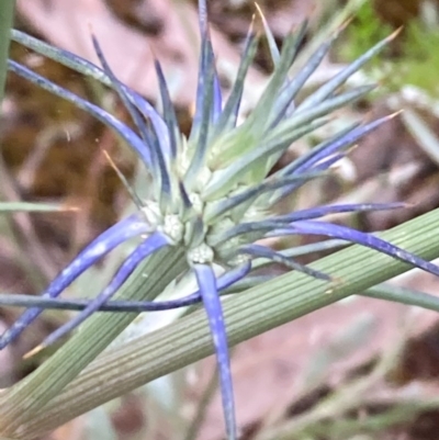 Eryngium ovinum (Blue Devil) at Burra, NSW - 3 Nov 2020 by Safarigirl