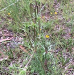 Eryngium ovinum at Burra, NSW - 3 Nov 2020