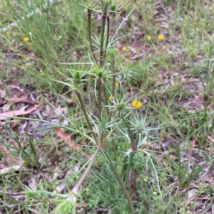 Eryngium ovinum at Burra, NSW - 3 Nov 2020 08:22 PM