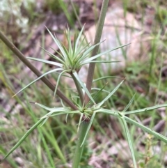 Eryngium ovinum at Burra, NSW - 3 Nov 2020 08:22 PM