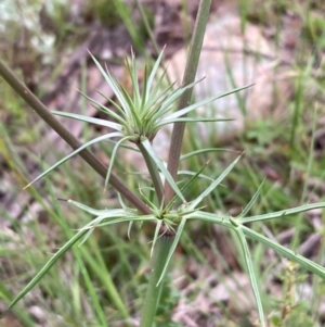 Eryngium ovinum at Burra, NSW - 3 Nov 2020 08:22 PM