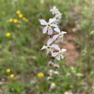 Silene gallica var. gallica at Burra, NSW - 3 Nov 2020