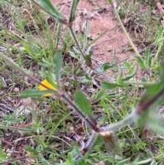 Silene gallica var. gallica at Burra, NSW - 3 Nov 2020