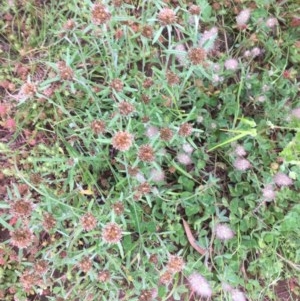 Euchiton involucratus at Hughes, ACT - 4 Nov 2020