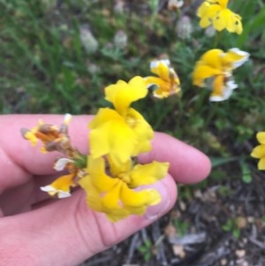 Goodenia pinnatifida at Hughes, ACT - 4 Nov 2020