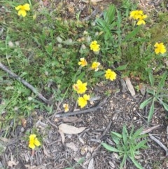 Goodenia pinnatifida at Hughes, ACT - 4 Nov 2020