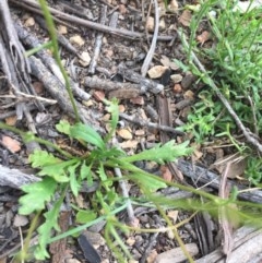 Goodenia pinnatifida at Hughes, ACT - 4 Nov 2020