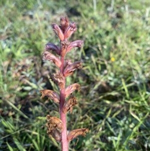 Orobanche minor at Penrose - 4 Nov 2020 05:47 PM