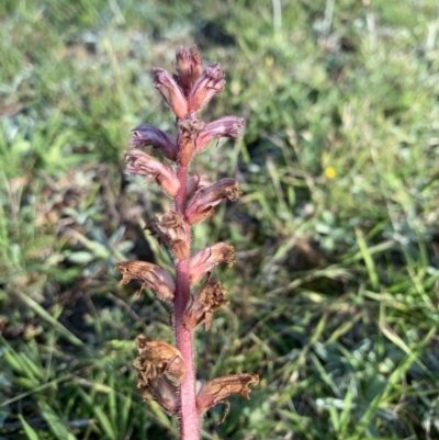 Orobanche minor (Broomrape) at Penrose - 4 Nov 2020 by Carolily