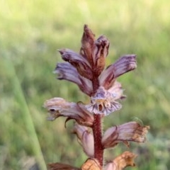 Orobanche minor at Penrose - 4 Nov 2020 05:47 PM