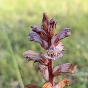 Orobanche minor at Penrose - 4 Nov 2020 05:47 PM