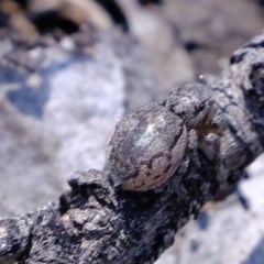 Maratus calcitrans (Kicking peacock spider) at Black Mountain - 4 Nov 2020 by Kurt