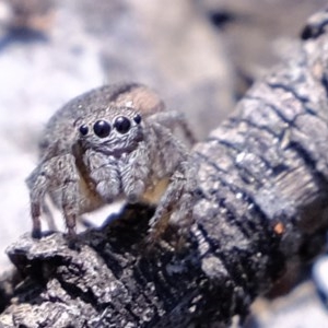 Maratus calcitrans at Downer, ACT - 4 Nov 2020