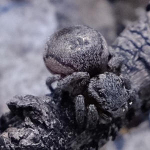 Maratus calcitrans at Downer, ACT - 4 Nov 2020