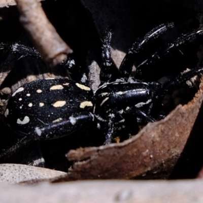 Nyssus albopunctatus (White-spotted swift spider) at Black Mountain - 4 Nov 2020 by Kurt