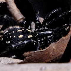 Nyssus albopunctatus (White-spotted swift spider) at Bruce, ACT - 4 Nov 2020 by Kurt