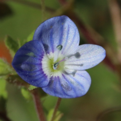 Veronica persica (Creeping Speedwell) at O'Connor, ACT - 1 Nov 2020 by ConBoekel