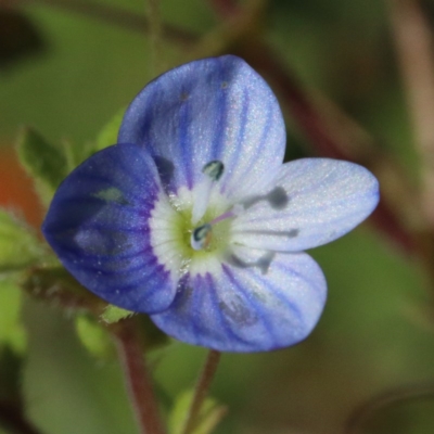 Veronica persica (Creeping Speedwell) at O'Connor, ACT - 31 Oct 2020 by ConBoekel