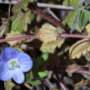 Veronica persica at O'Connor, ACT - 1 Nov 2020 10:47 AM