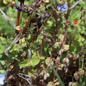 Veronica persica at O'Connor, ACT - 1 Nov 2020 10:47 AM