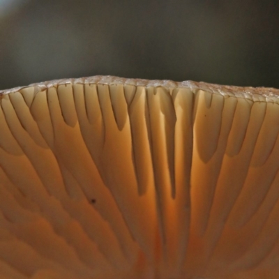 Unidentified Cup or disk - with no 'eggs' at Acton, ACT - 1 Nov 2020 by ConBoekel