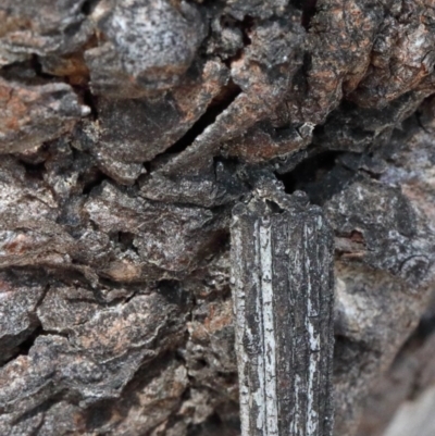 Clania lewinii (Lewin's case moth) at Dryandra St Woodland - 31 Oct 2020 by ConBoekel