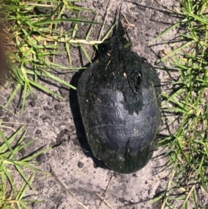 Chelodina longicollis at Tura Beach, NSW - 1 Nov 2020 11:59 AM