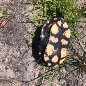 Chelodina longicollis at Tura Beach, NSW - 1 Nov 2020