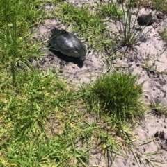 Chelodina longicollis at Tura Beach, NSW - 1 Nov 2020