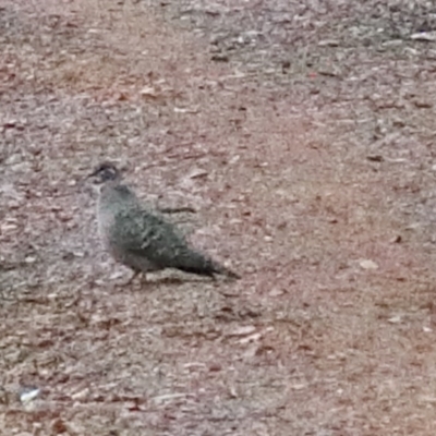 Phaps chalcoptera (Common Bronzewing) at Dryandra St Woodland - 29 Oct 2020 by ConBoekel