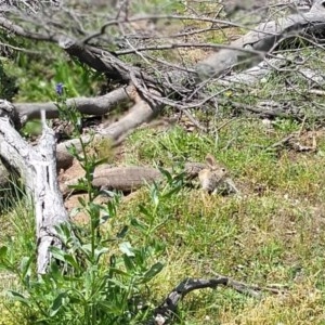 Varanus rosenbergi at Majura, ACT - 4 Nov 2020