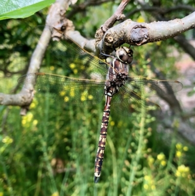 Adversaeschna brevistyla (Blue-spotted Hawker) at Aranda, ACT - 2 Nov 2020 by KMcCue