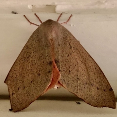 Arhodia lasiocamparia (Pink Arhodia (Oenochrominae)) at Aranda, ACT - 4 Nov 2020 by KMcCue