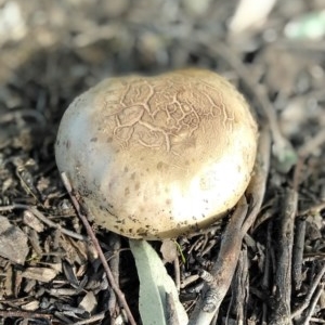 Phylloporus sp. at Majura, ACT - 4 Nov 2020