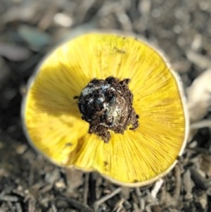 Phylloporus sp. at Majura, ACT - 4 Nov 2020