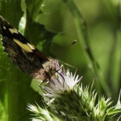 Vanessa itea (Yellow Admiral) at Namadgi National Park - 4 Nov 2020 by KMcCue