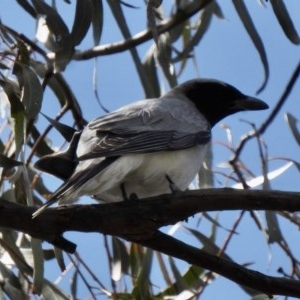 Coracina novaehollandiae at Booth, ACT - 4 Nov 2020