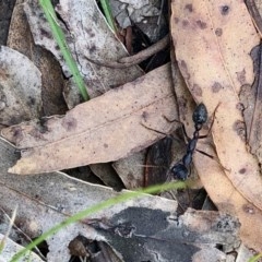 Myrmecia pyriformis (A Bull ant) at Namadgi National Park - 4 Nov 2020 by KMcCue