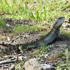 Intellagama lesueurii howittii (Gippsland Water Dragon) at Namadgi National Park - 3 Nov 2020 by KMcCue