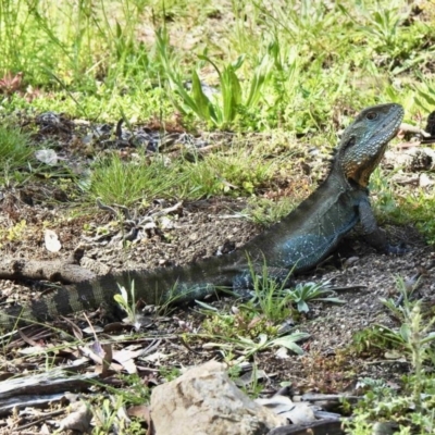 Intellagama lesueurii howittii (Gippsland Water Dragon) at Booth, ACT - 3 Nov 2020 by KMcCue